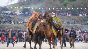ÇAN BELEDİYESİ GELENEKSEL FOLKLORİK DEVE GÜREŞİ FESTİVALİ